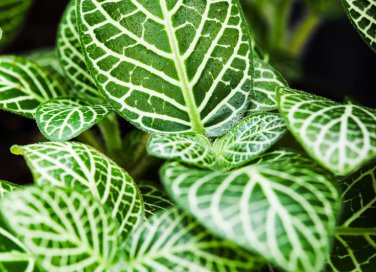 come coltivare calathea, come coltivare la calathea