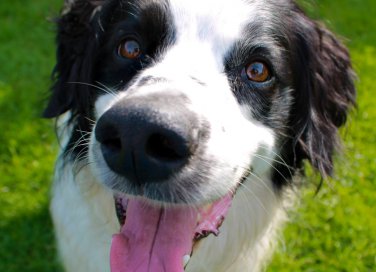cane tartufo naso diagnosi malattia esami veterinario salute