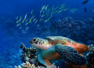 eco-turista rispetto ambiente ecologia no rifiuti no spreco no inquinamento mare