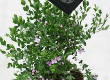 String Garden