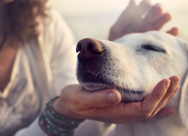 I nostri animali comprendono quello che diciamo. Lo dice la scienza