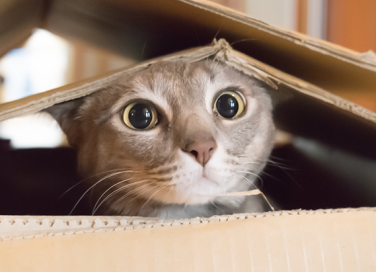 I giochi fai da te per il tuo gatto