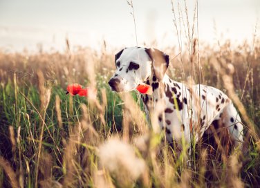 animali domestici, cane, allarme forasacchi