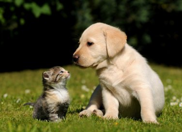 adottare un cucciolo