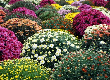 come coltivare crisantemi giardino, coltivare crisantemi