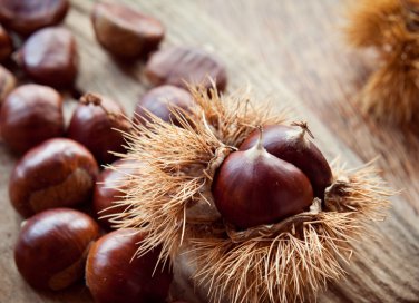 come conservare castagne a lungo, conservare castagne fresche