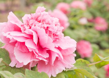 coltivare peonie