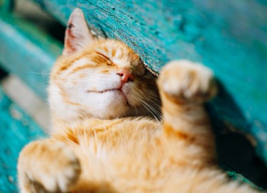 colpo di calore, gatto, sintomi