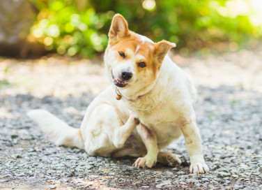 cane si gratta, cause, che cosa fare