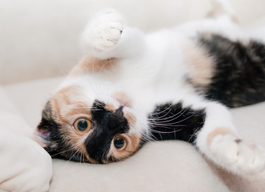 festa del gatto, 17 febbraio, origine Italia