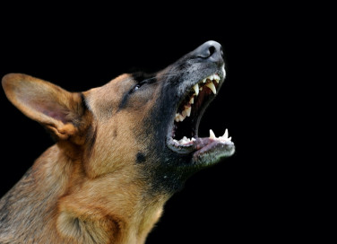 cane, abbaia, notte