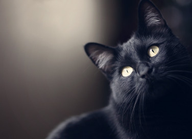 gatto, nero, razze
