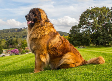 razze, cani, giganti