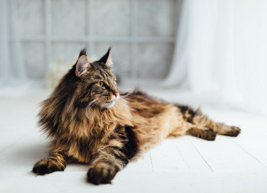 gatti, razze, appartamento