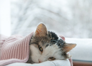 gatto, raffreddore, terapia