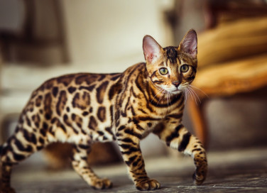 gatti, razze, allergie