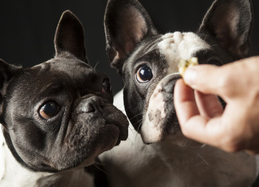Alimenti per cani