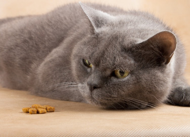 gatto, cibo, vomito