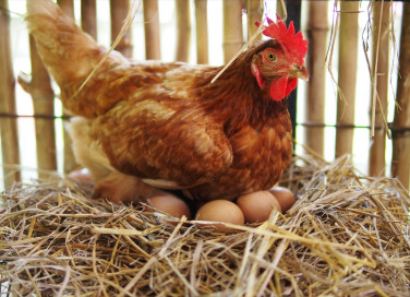 galline ovaiole, razze, quali prendere