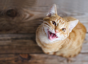 gatto, miagola, notte