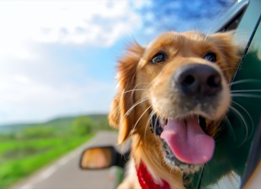 cane, auto, viaggio