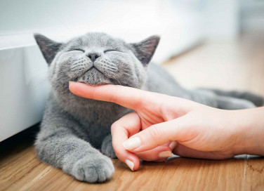 Fusa del gatto