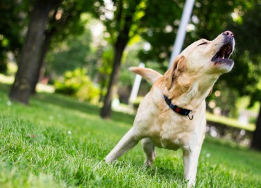 Cani che abbaiano in condominio