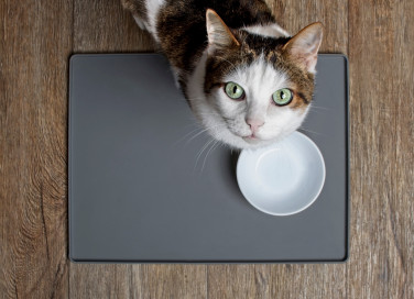 Ciotola dell'acqua del gatto