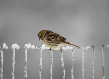 Inverno di Vivaldi