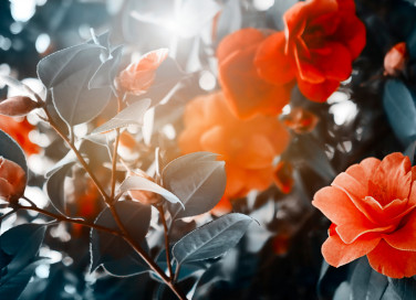 quali fiori coltivare san valentino, fiori san valentino