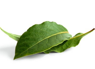 Alloro