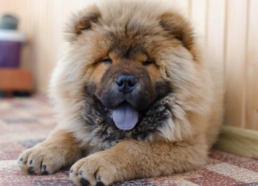 Chow Chow