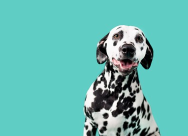 Dalmata 