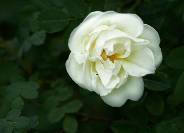 Rosa bianca e amore