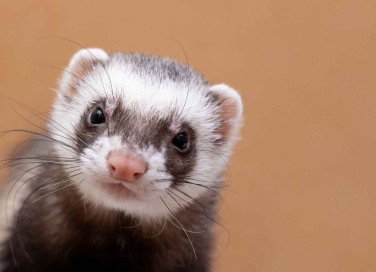 Furetto