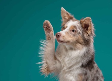 Come insegnare al cane a dare la zampa