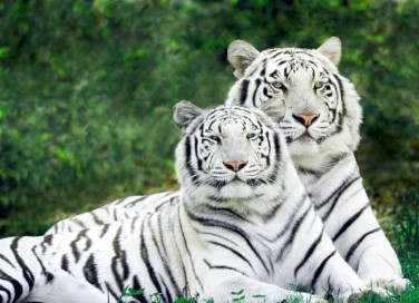 sognare, tigre, bianca