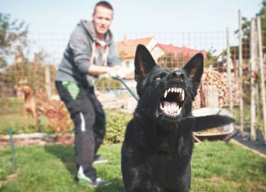 Cani aggressivi