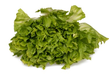 come coltivare scarola, coltivare indivia