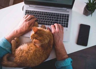 Come dimostrano affetto i gatti