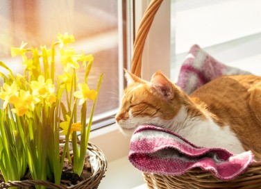 cosa fare domenica pomeriggio primavera, cosa fare domenica pomeriggio, cosa fare primavera