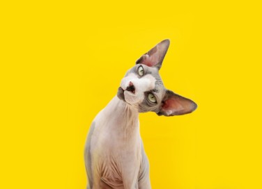 gatti senza pelo, razze, animali
