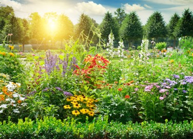 come scegliere fiori giardino, giardino fai da te
