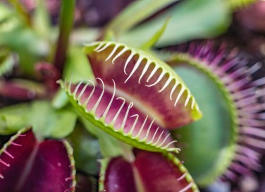 Pianta carnivora
