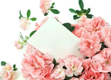 Azalea per la Festa della mamma