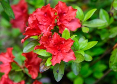 Azalea in giardino