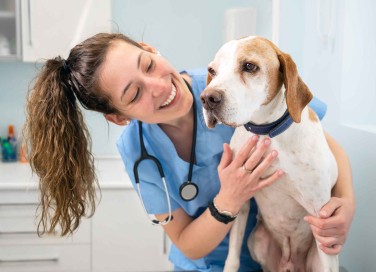 Lavorare con gli animali