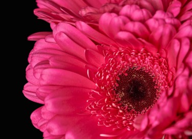 Piante da interno con fiori