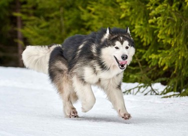 Alaskan Malamute
