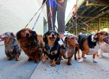 Come diventare dog walker